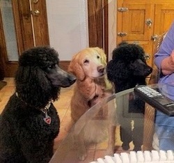 Katie, Molly and Bailey waiting for a treat. January 27th, 2011