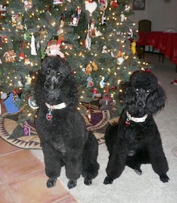 Katie and Molly Christmas tree. December, 2010