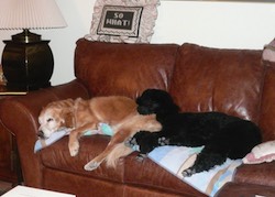 Molly hanging out my with her bud, Bailey