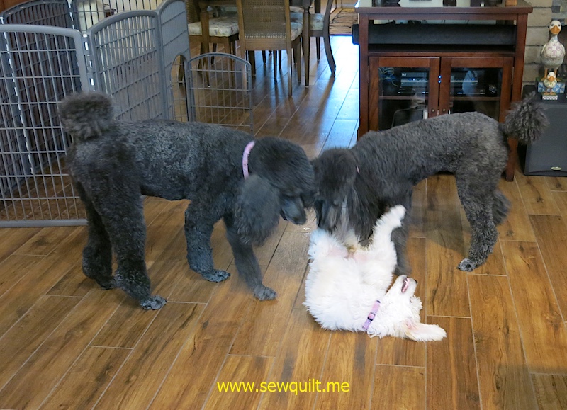 Katie and Molly playing with Lillie, September 2017