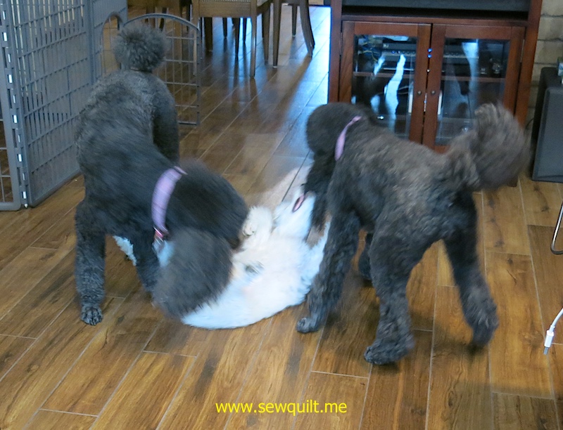 Lillie pulling on Molly's ear.  September 2017