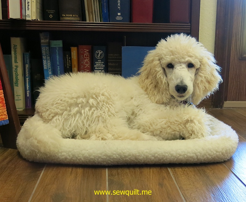 Lillie still trying to fit in the small bed    October 1, 2017