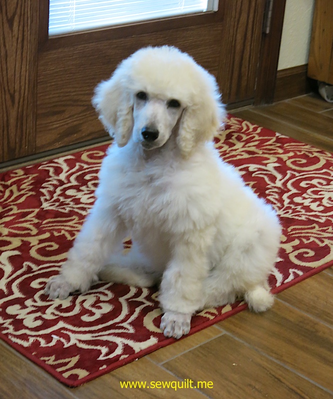 Lillie sitting on the rug