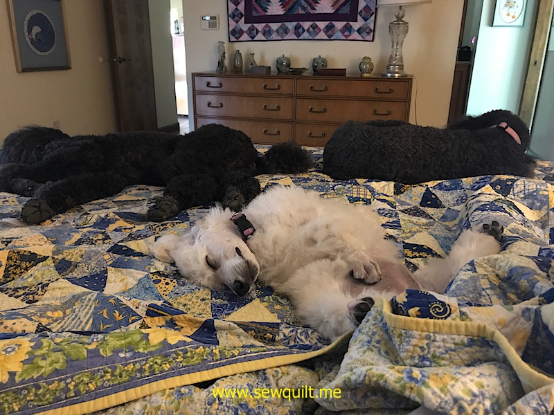 Katie Molly and Lillie napping on the bed